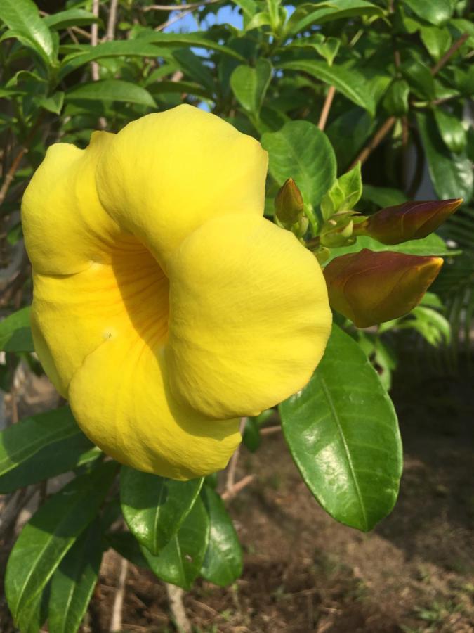 Samui Garden Resort Bangrak Plajı Dış mekan fotoğraf