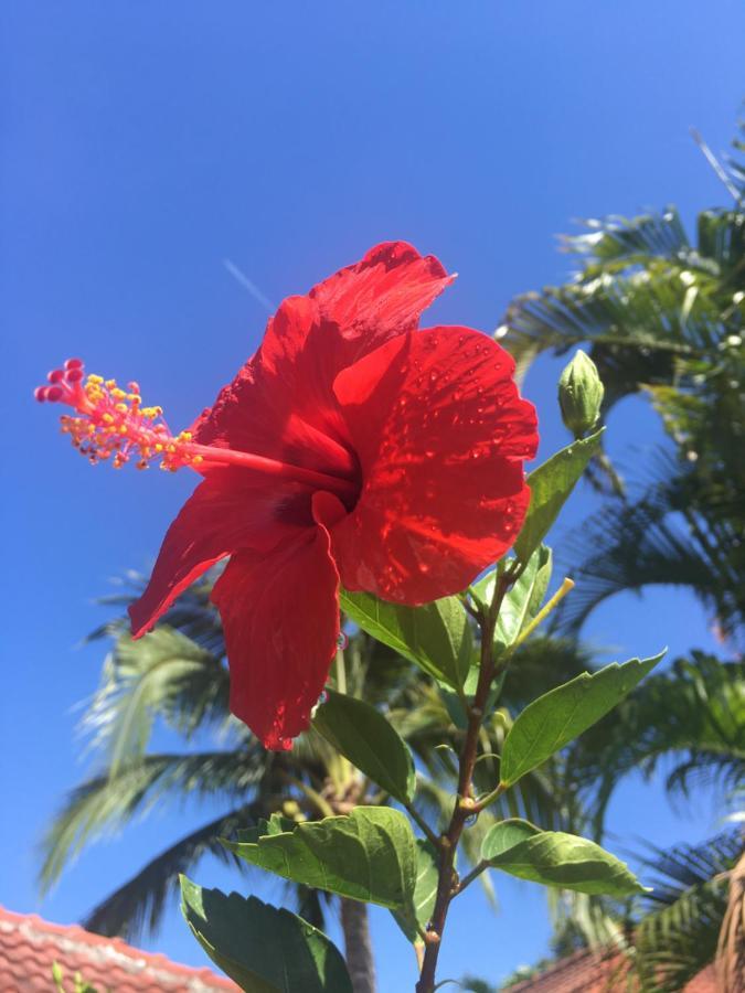 Samui Garden Resort Bangrak Plajı Dış mekan fotoğraf