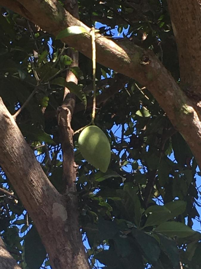 Samui Garden Resort Bangrak Plajı Dış mekan fotoğraf
