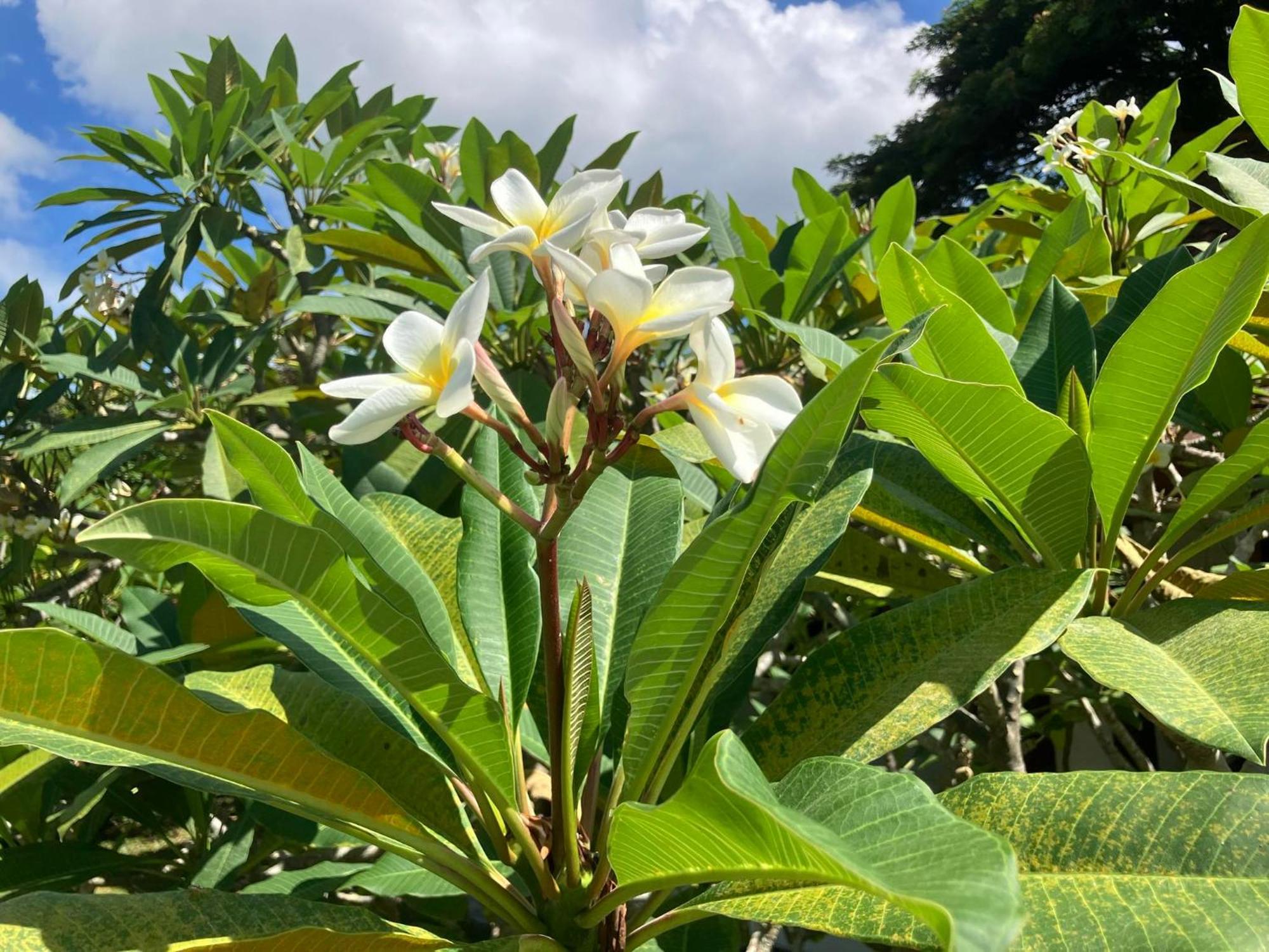 Samui Garden Resort Bangrak Plajı Dış mekan fotoğraf