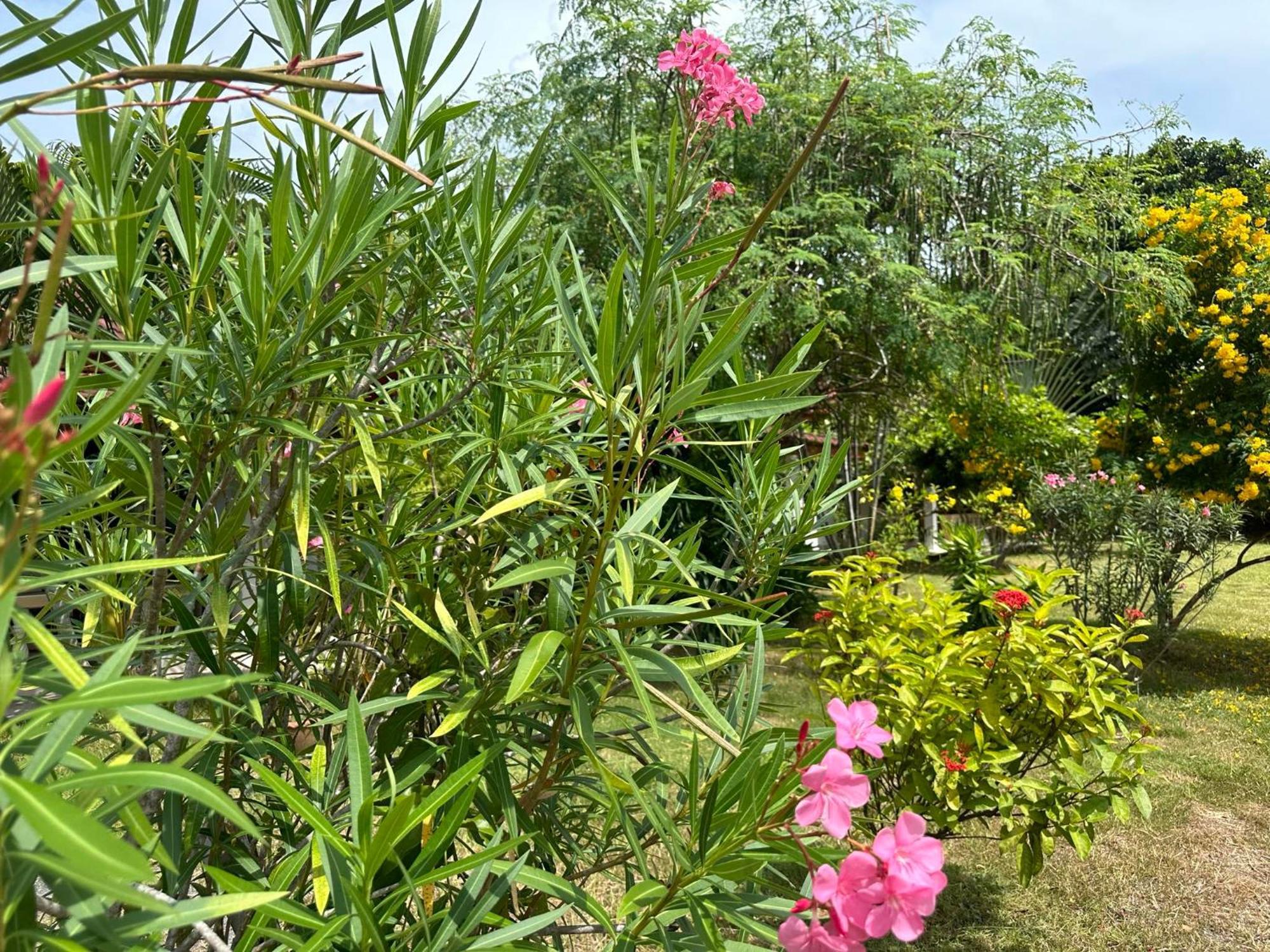 Samui Garden Resort Bangrak Plajı Dış mekan fotoğraf