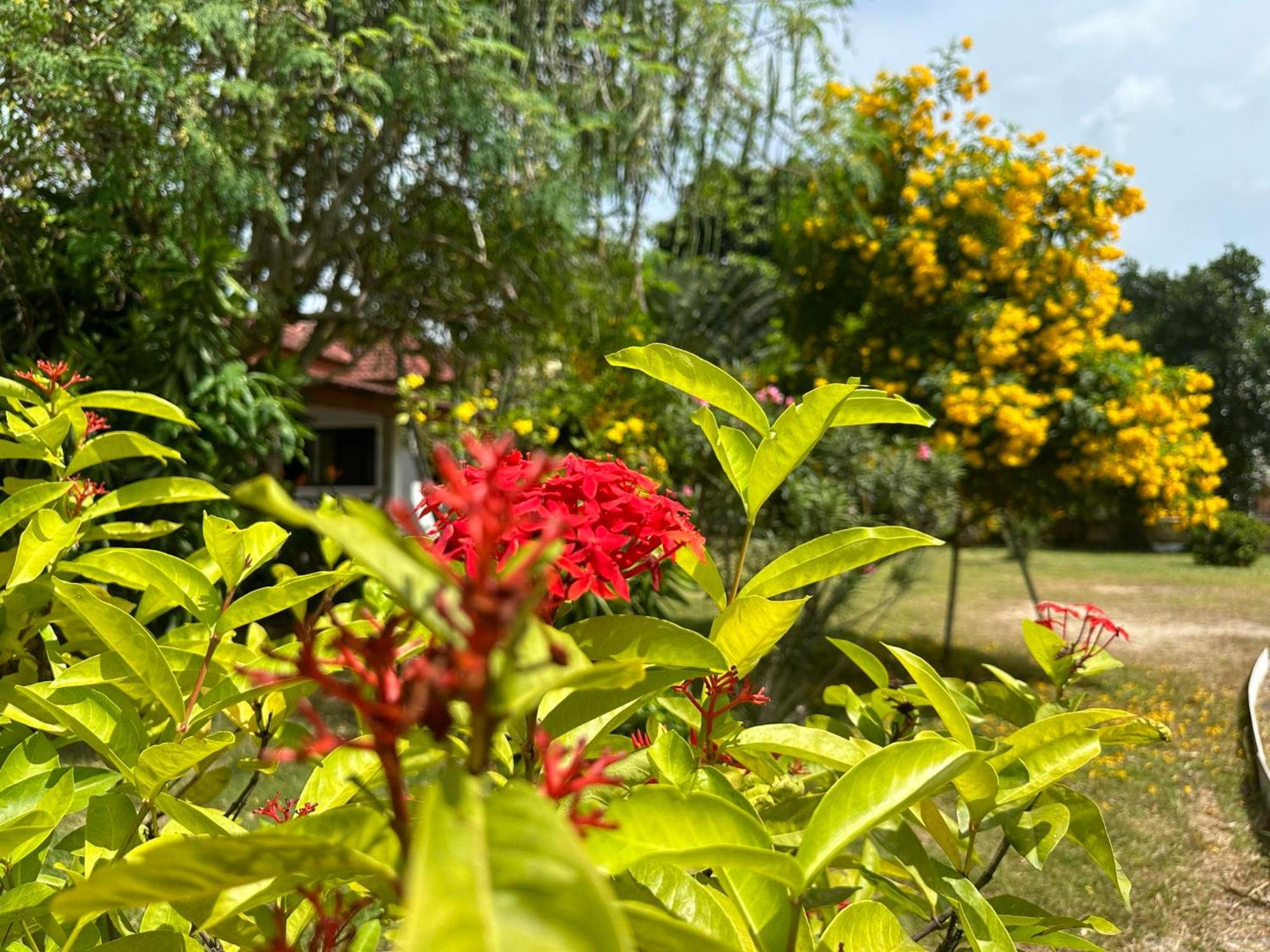 Samui Garden Resort Bangrak Plajı Dış mekan fotoğraf