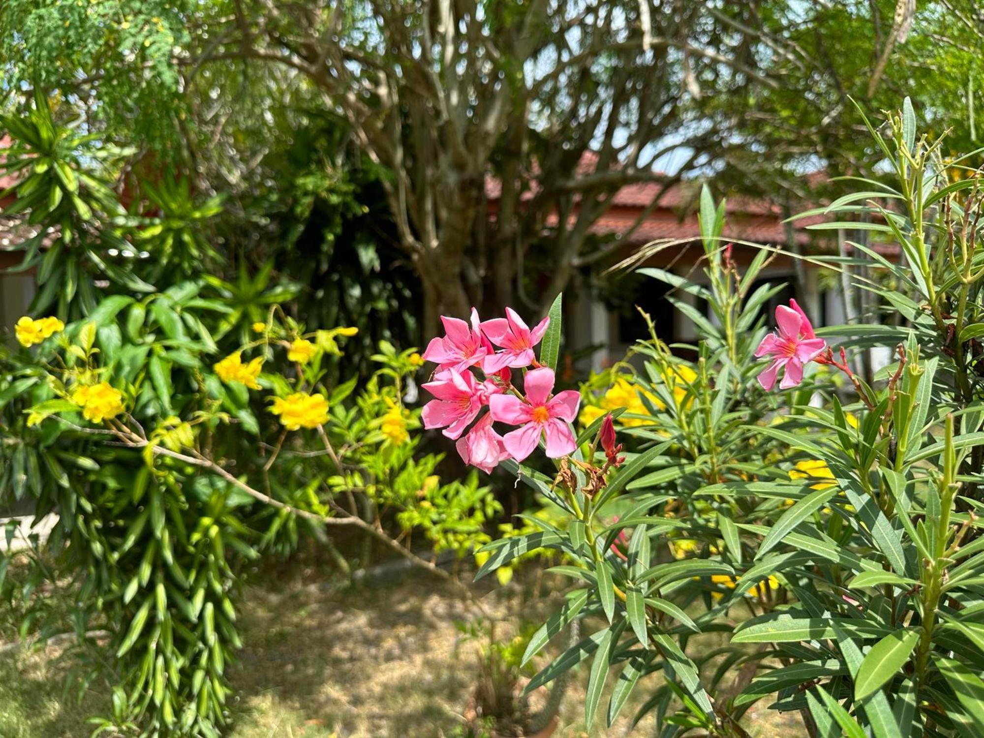 Samui Garden Resort Bangrak Plajı Dış mekan fotoğraf