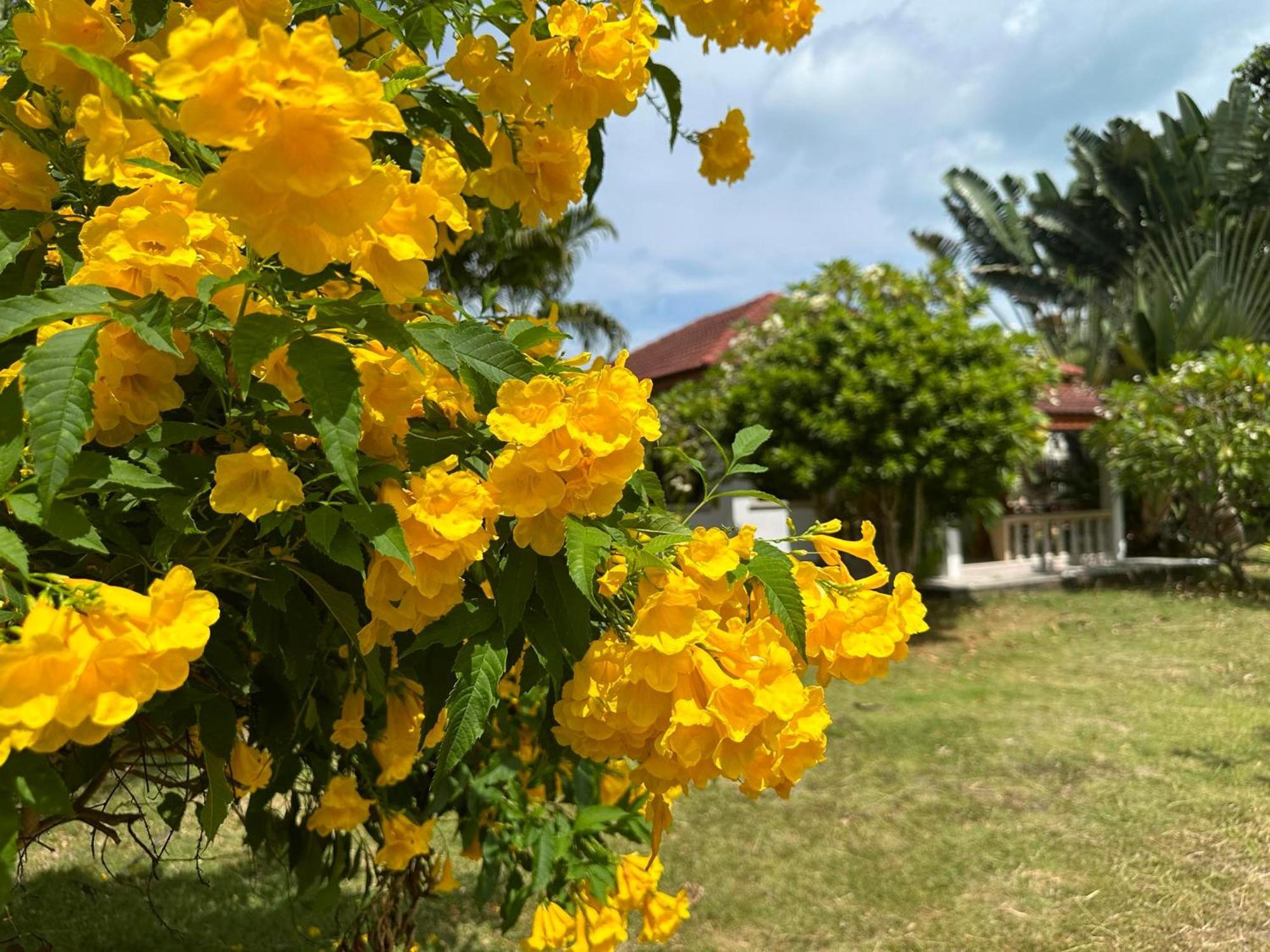 Samui Garden Resort Bangrak Plajı Dış mekan fotoğraf